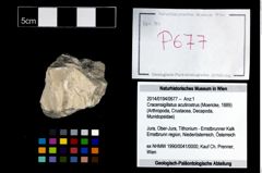 Foto (Objekt + Etikett) von Cracensigillatus acutirostrus (Moericke, 1889)  (NHMW-GEO-2014-0194-0677)